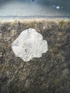 Rock Whitewash thumbnail 4