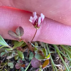 white-tipped clover thumbnail 2