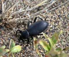 Armored Stink Beetle thumbnail 4