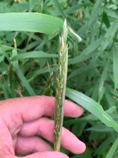 Awnless Wild Rye thumbnail 2