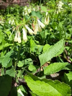 Creeping Comfrey thumbnail 1