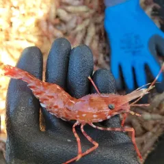Coonstriped Shrimp thumbnail 3