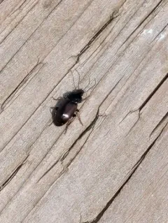 Sooty Harp Ground Beetle thumbnail 4