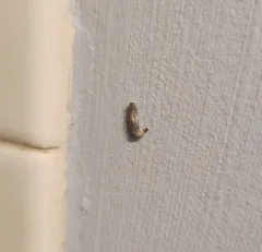 Case-bearing Clothes Moth thumbnail 4