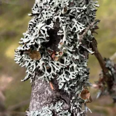 Freckled Tube Lichen thumbnail 1
