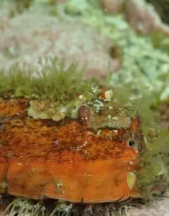 Cryptodius kelleri thumbnail 4