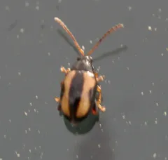 Phyllotreta ochripes thumbnail 2