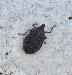 Four-humped Stink Bug thumbnail 3