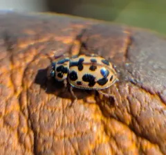 Marsh Lady Beetle thumbnail 4