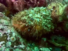Sea Hedgehog thumbnail 4