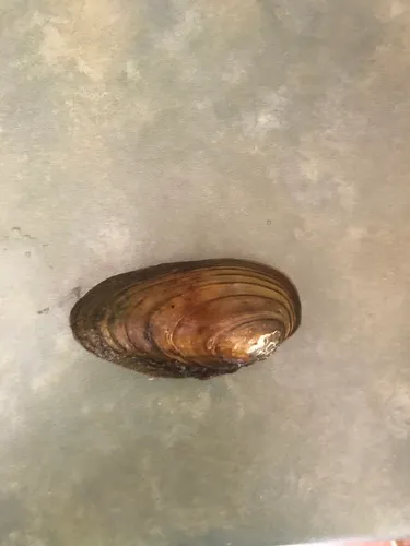 Newfoundland Floater