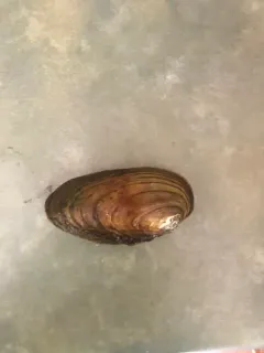 Newfoundland Floater thumbnail 1