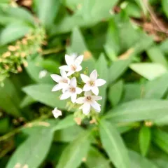 Gooseneck Loosestrife thumbnail 2