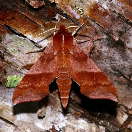 Azalea Sphinx