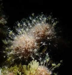Schuchertinia milleri thumbnail 4