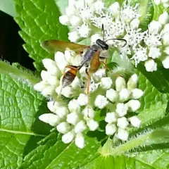 Elegant Grass-carrying Wasp thumbnail 3