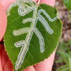 Aspen Serpentine Leafminer Moth thumbnail 2