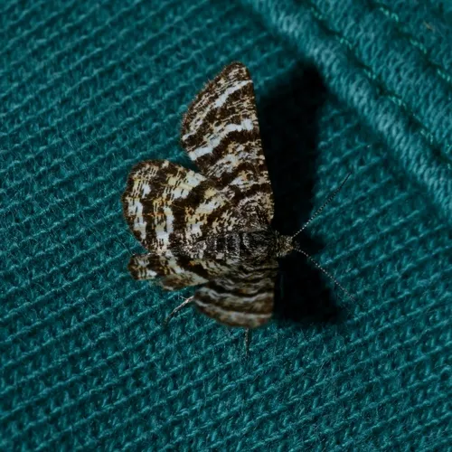 Black-banded Orange Moth