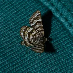 Black-banded Orange Moth thumbnail 1