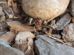 Pacific Field Ant thumbnail 4