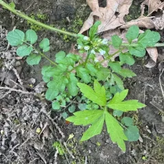 wavy bittercress thumbnail 4