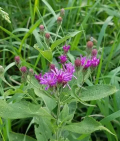 Western Ironweed thumbnail 4