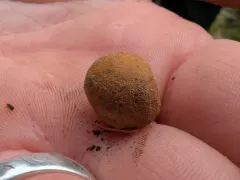 Elaphomyces granulatus thumbnail 1