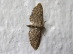 White-spotted Pug Moth thumbnail 2
