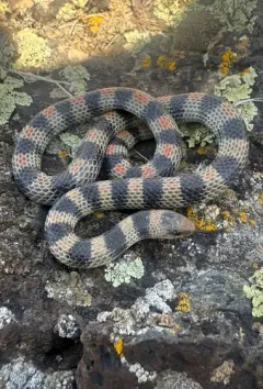 Ground Snake thumbnail 4
