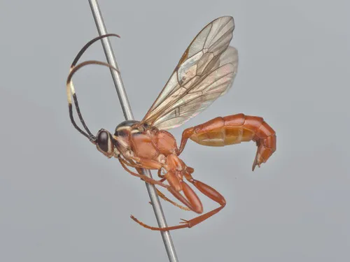 Aoplus confirmatus