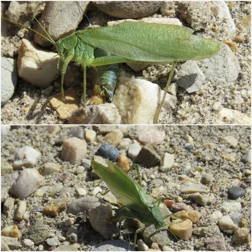 Broad-winged Bush Katydid