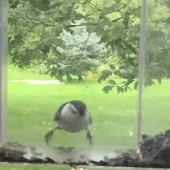 White-breasted Nuthatch thumbnail 3