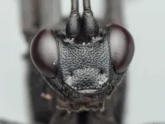 Stenichneumon culpator thumbnail 1