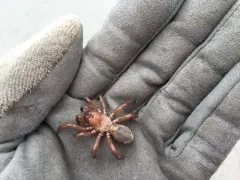 Antrodiaetus pugnax thumbnail 3