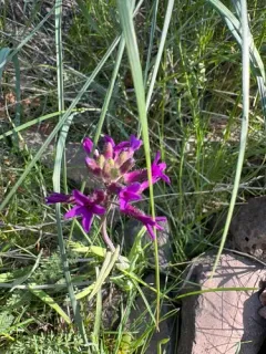 Elegant Rockcress thumbnail 3