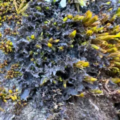 Tattered Jellyskin Lichen thumbnail 4