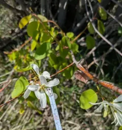 Cusick's serviceberry thumbnail 2