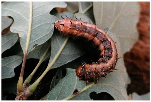 Manitoba Oakworm Moth