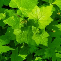 Piggyback Plant thumbnail 2