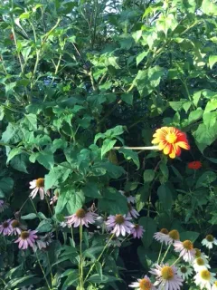 Red Sunflower thumbnail 2