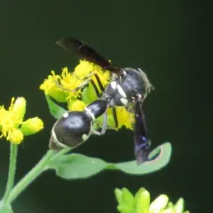 Fraternal Potter Wasp thumbnail 3