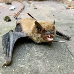 Big Brown Bat thumbnail 4