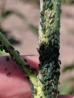 Corn Leaf Aphid thumbnail 3