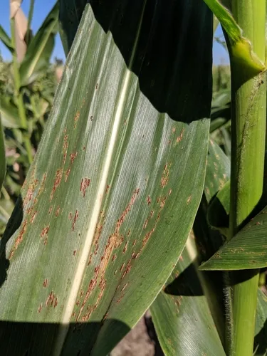 common rust of maize