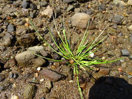 Smith's Bulrush