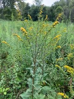 Swamp Goldenrod thumbnail 1