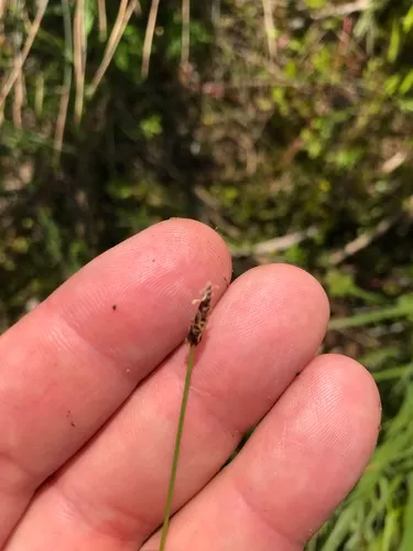 Creeping Spikerush