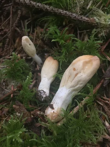 Trichoderma alutaceum