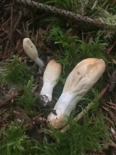 Trichoderma alutaceum thumbnail 1