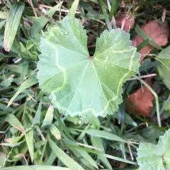 Mallow Leaf Miner thumbnail 1